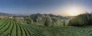 宽幅春日茶山风光