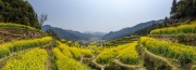 宽幅梯田油菜花海的春日风光摄影图片素材