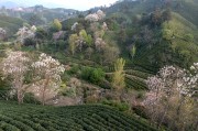 梯田式茶园风光