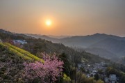 春日桃花山景金色朝阳风景摄影图片