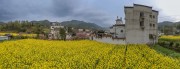 宽幅油菜花海中的徽派古村落全景风景摄影