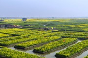 千垛油菜花海春天风景图片