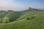 观景台与茶山风光