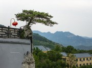 山间古建上的古松树木风景图片素材