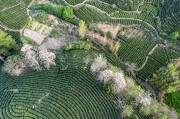 鸟瞰茶园春色满园