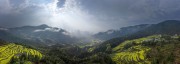 宽幅云雾缭绕的梯田油菜花海全景自然风景