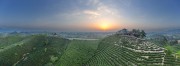 茶园日出美景风景图片素材
