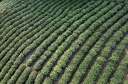梯田式茶园风光风景摄影