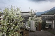 徽派古村梨花开春天图片摄影