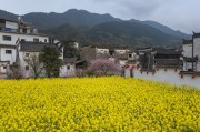 皖南油菜花田间的古村落
