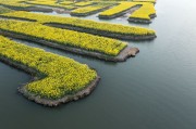 水上金灿灿的油菜花田春天风景图片