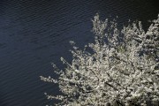 春水梨花相映春天风景图片