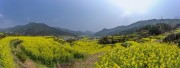 宽幅皖南金色梯田油菜花海风光春天风景图片素材