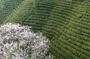 茶园春色与繁花相映风景摄影