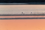 夕阳下的鹭鸟剪影