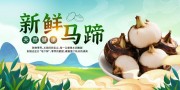 马蹄荸荠水果展板图片素材