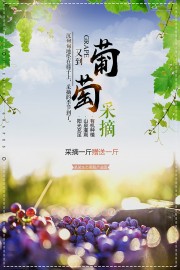 新鲜葡萄促销海报