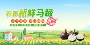 新鲜马蹄荸荠水果展板