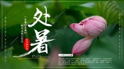 二十四节气处暑海报展板