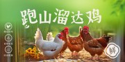 土鸡走地鸡农产品展板