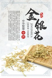 中药文化金银花科普海报图片素材