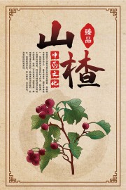 中药文化山楂知识科普图片素材