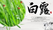 白露海报图片素材
