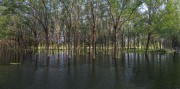 宽幅水中森林湿地自然景观