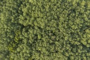 鸟瞰森林风景图片素材