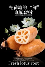 新鲜莲藕食材海报设计