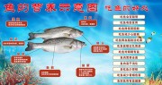 吃鱼的好处鱼的营养价值科普海报图片