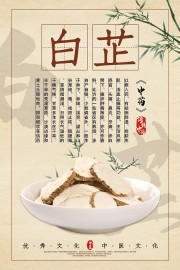 中医文化白芷图片素材下载