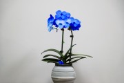 蓝色蝴蝶兰盆栽