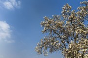 蓝天白云映衬玉兰花盛开
