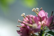 盛开的三角梅花特写图片
