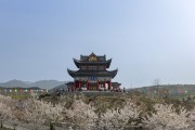古建樱花春景图