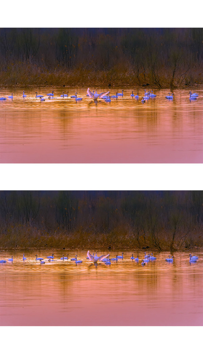 霞光中的白天鹅群图片