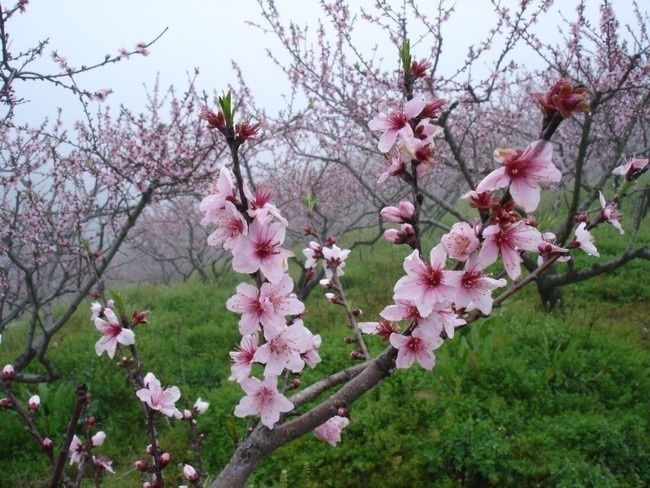 粉色桃花高清图片下载