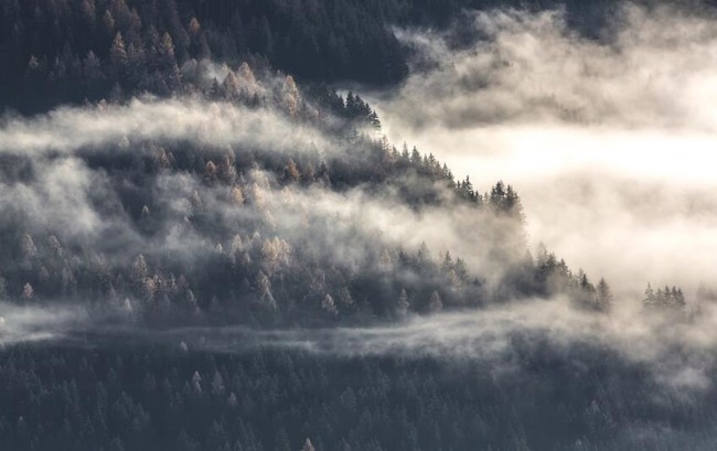 森林雾气风景图片素材