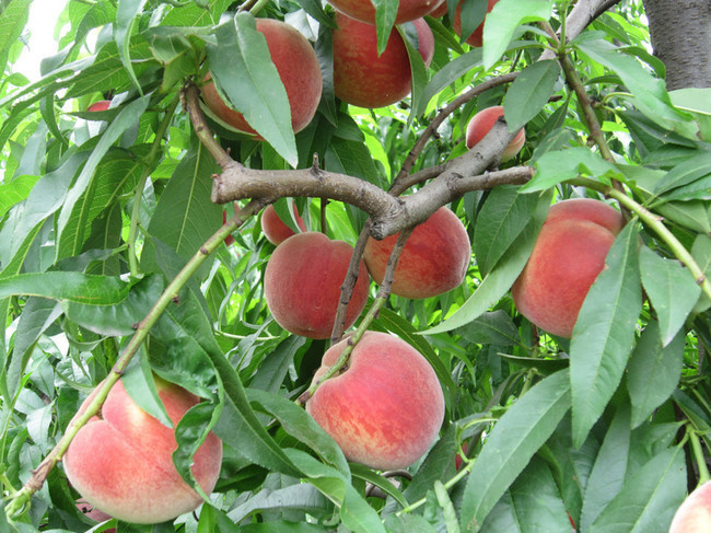 果树上的新鲜桃子图片