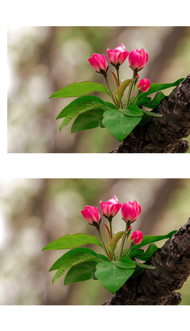 枝头上盛开一束海棠花图片素材