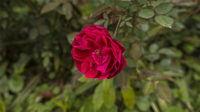 红色月季花高清图