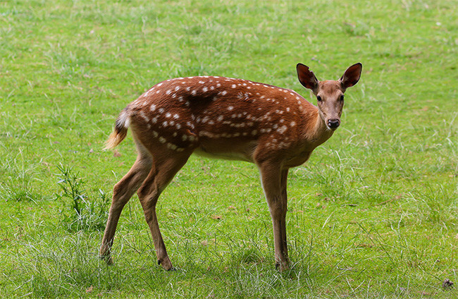草地上的红鹿高清图