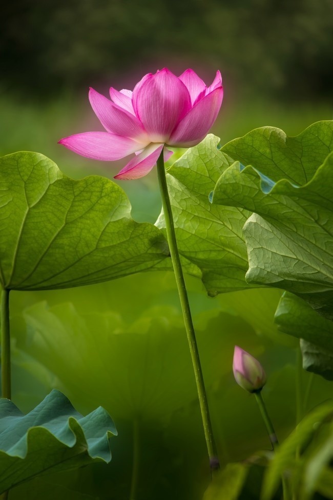 荷花背景图片