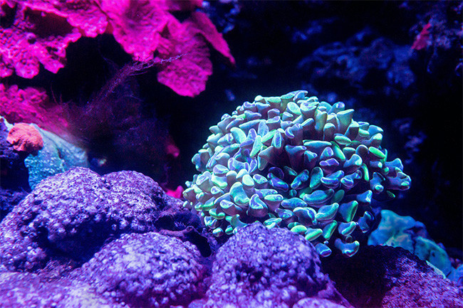 海底世界珊瑚的图片素材