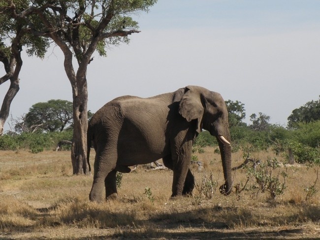 野生大象摄影图片素材