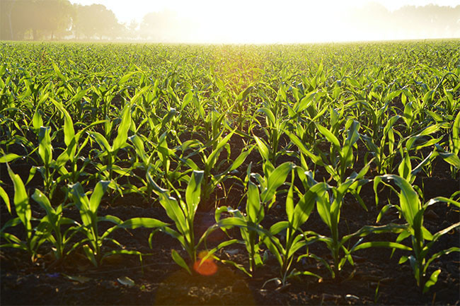 玉米地风景图片素材