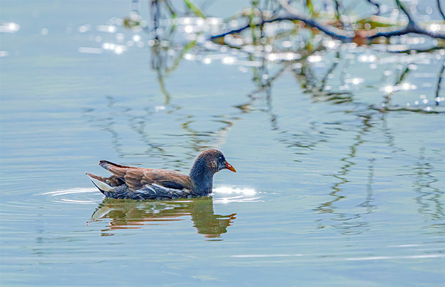湖面的黑水鸭野鸭图片高清