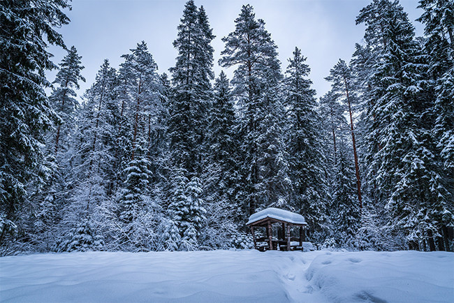 冬天雪松树林风景图片高清