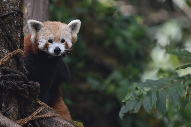 树上可爱的小熊猫图片